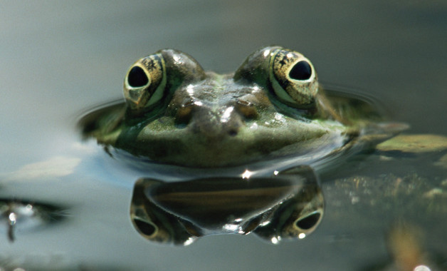 孤寡青蛙是什么