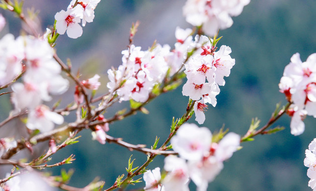 杏花的作文四年级