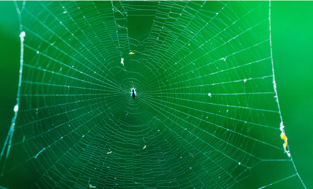 关于蜘蛛网的作文